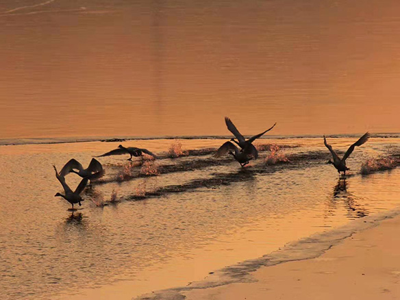 412MW！锦州阳光获国电投青海高效双面组件订单